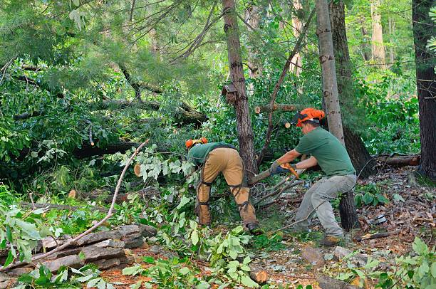 Trusted Lusby, MD Tree Services Experts